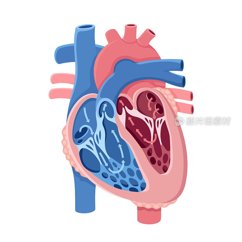 Human Heart Anatomy. Blood Flow